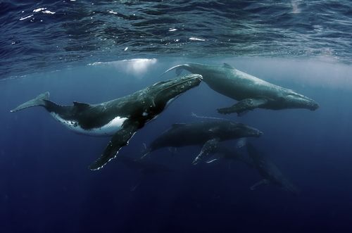 Why Do Humpback Whales Congregate in Large Groups?