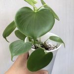 11f