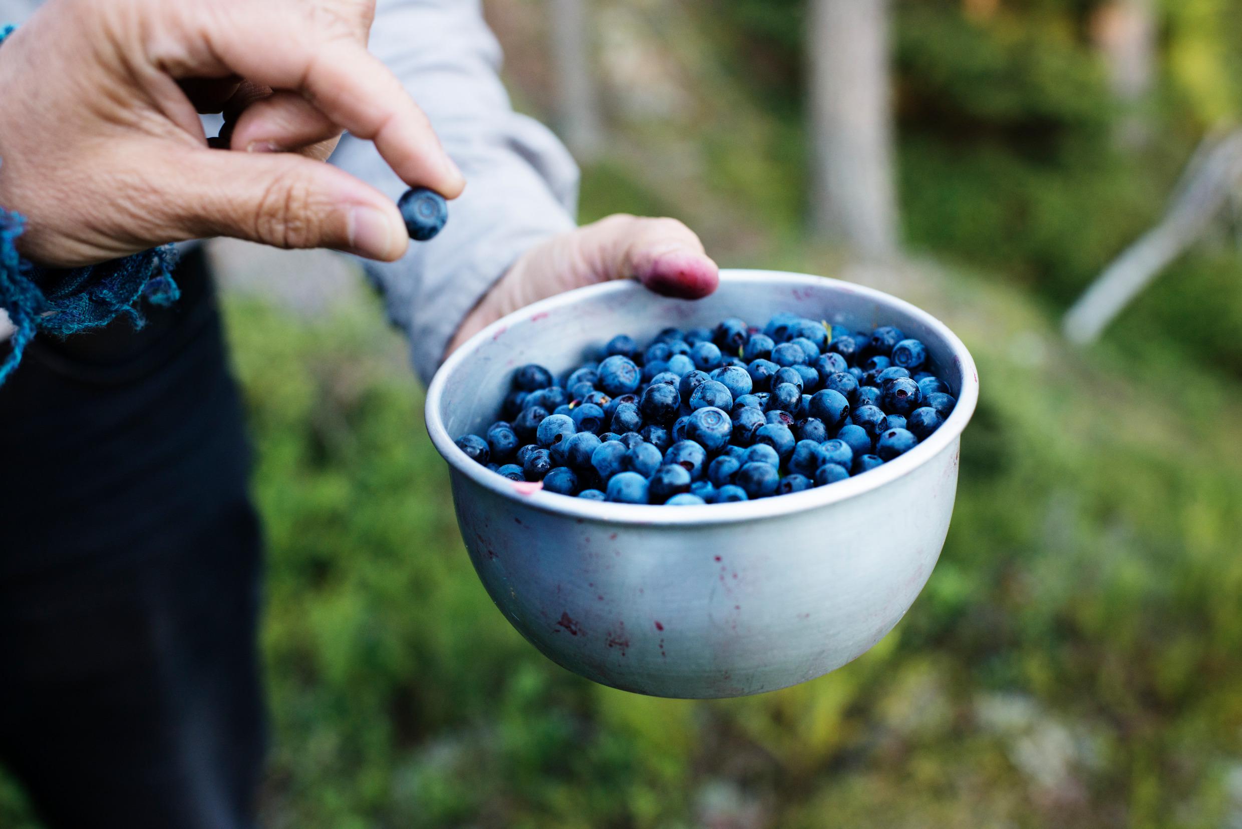 Blueberries, the Swedish superfood | Visit Sweden