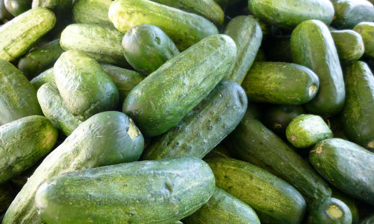 Growing Cucumbers: The Ultimate Growing Guide- Epic Gardening