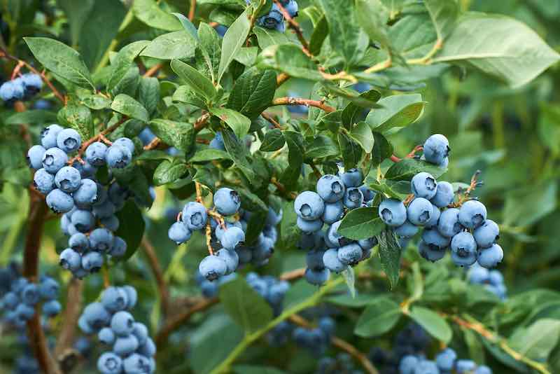 10 Common Blueberry Bush Diseases - Minneopa Orchards