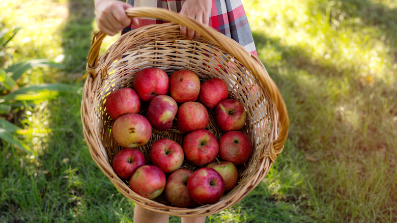 Here's What Actually Happens When You Eat An Apple Every Day