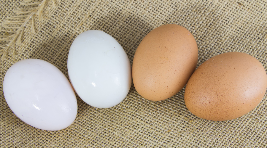 Brown Eggs Vs. White Eggs - What Is The Difference? · HealthKart