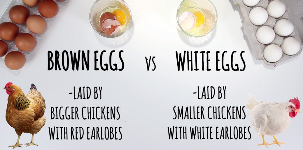 Brown Eggs vs White Eggs: Which is the Healthier option? | A2Z Medical Centre