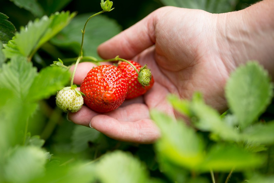 How To Grow Strawberries | BBC Gardeners World Magazine