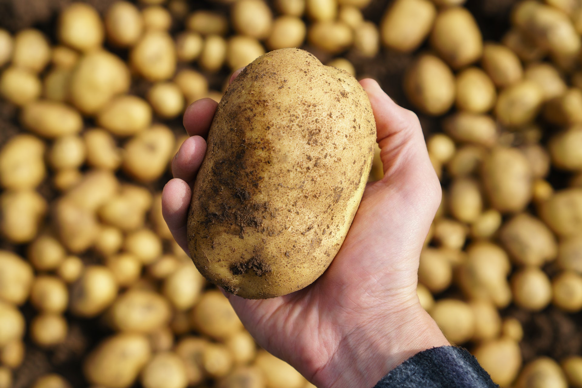 Six reasons why potatoes are good for you