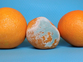 food mold
