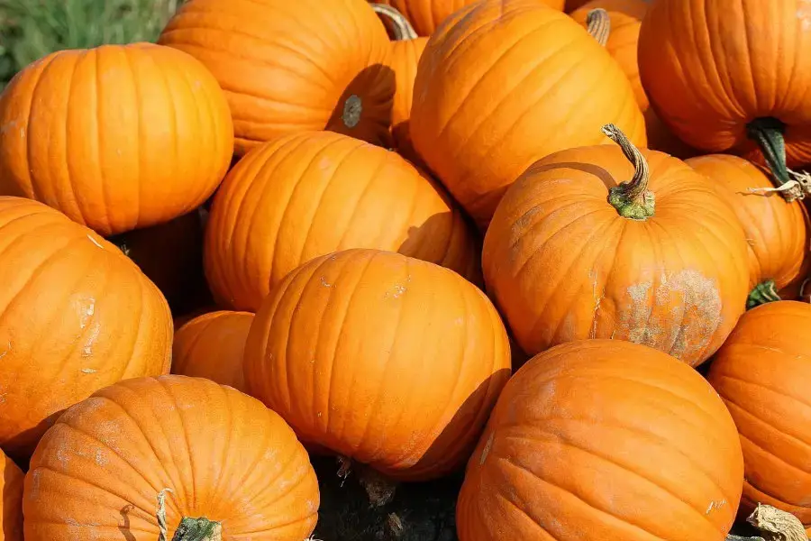 Can Pumpkins Survive a Frost? – Urban Backyard Farming